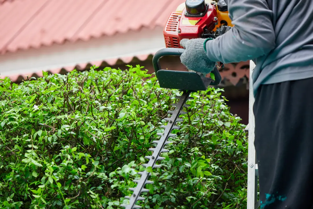 Tree, Shrub and Plant Services