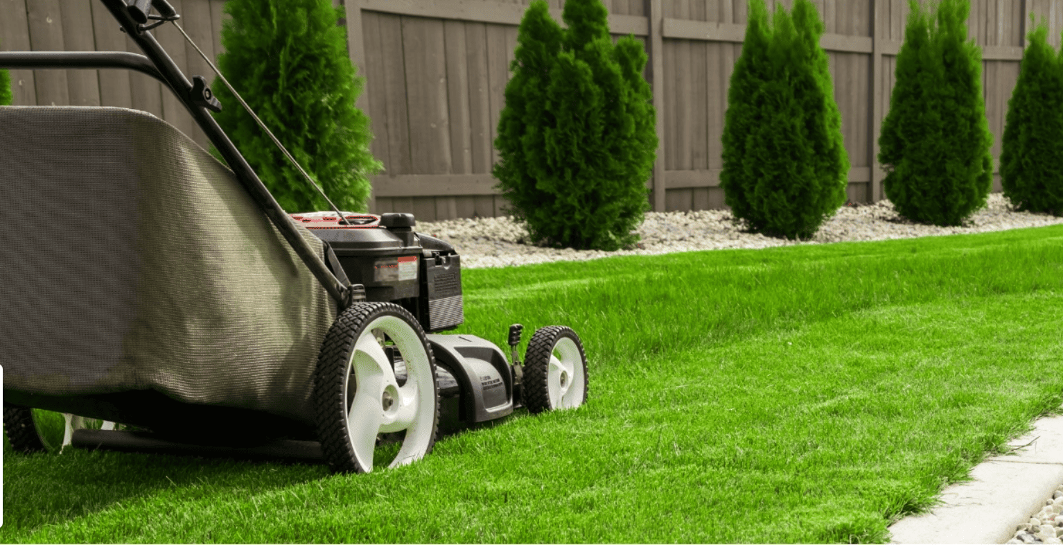 Lawn care and maintenance with lush palm trees in San Diego CA — ProGreen Gardeners